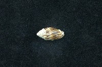 藏品(大燄筆螺)的圖片